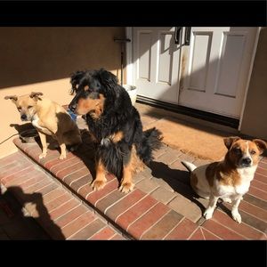 Meet your Posher, Amber